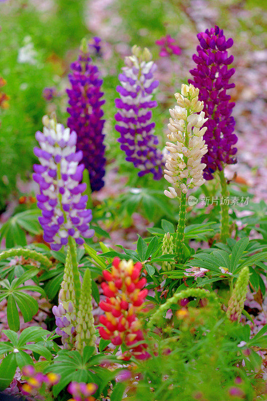 Lupinus /羽扇花